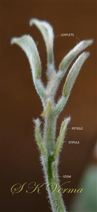  Young leaf with stipules